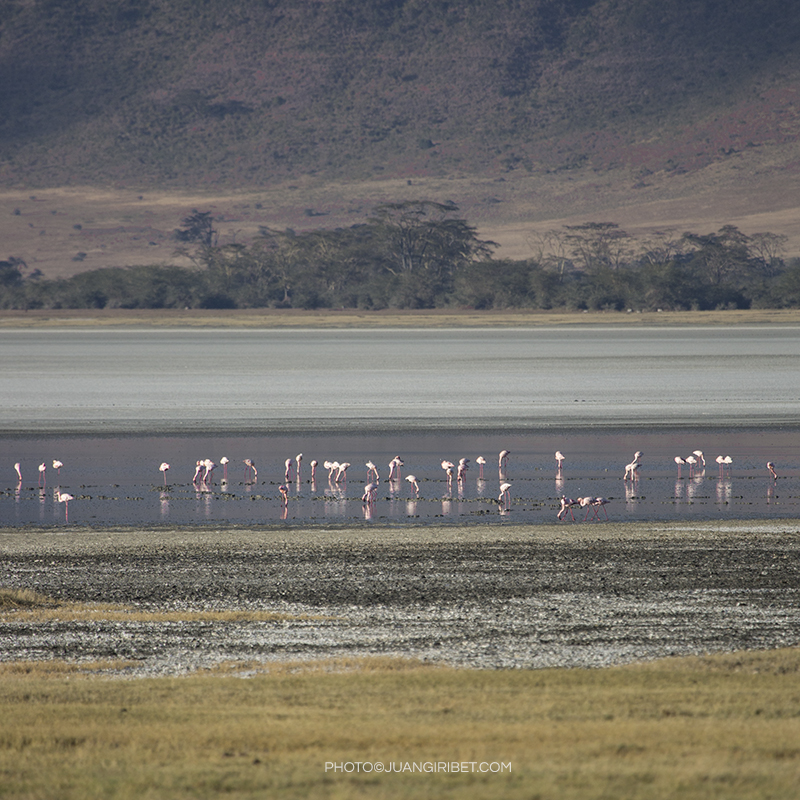 Ngorongoro