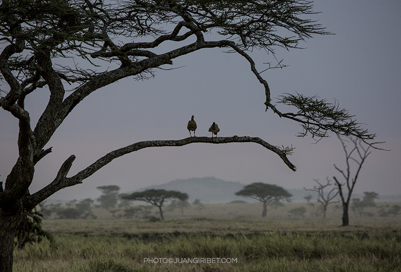 SERENGETI PAREJA