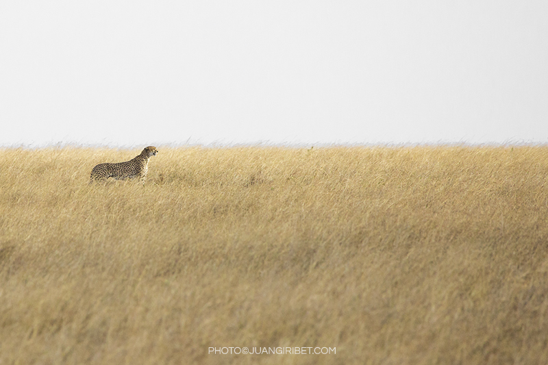 guepardo Serengeti2