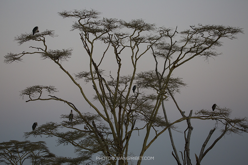 marabus arbol