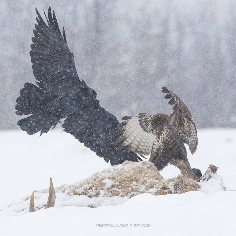 aguila-cuervo pelea