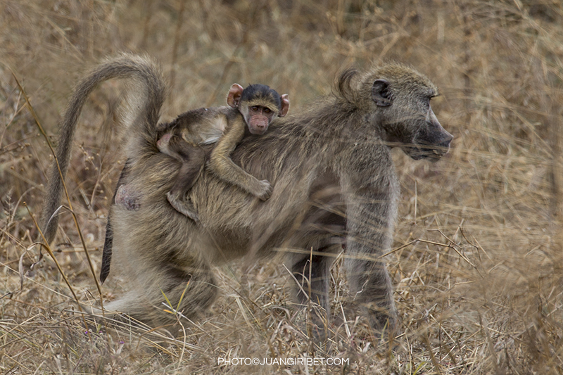 baboons