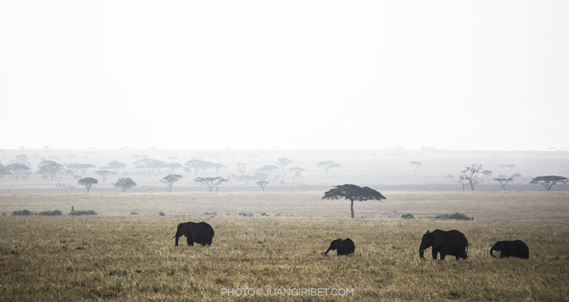 elephants Masai Mara