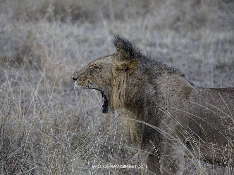 lion Masai Mara