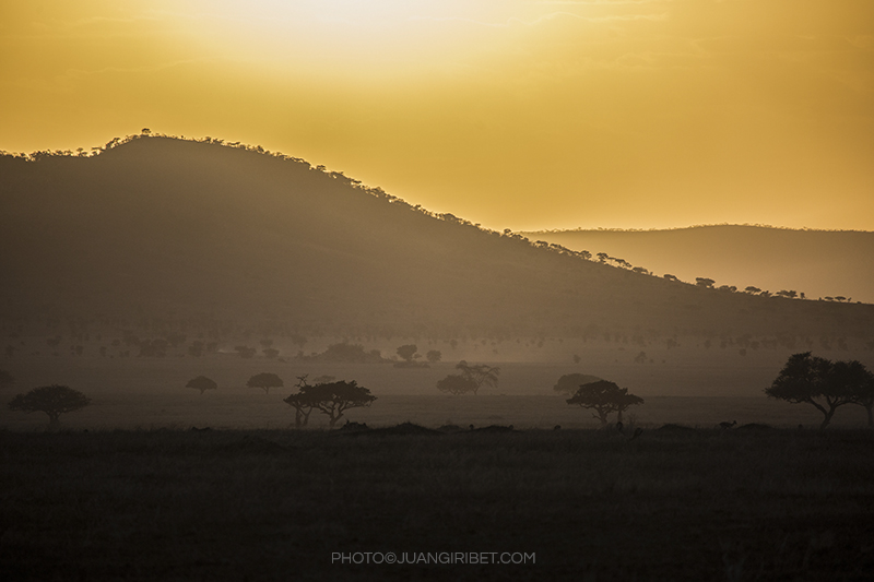 masai mara