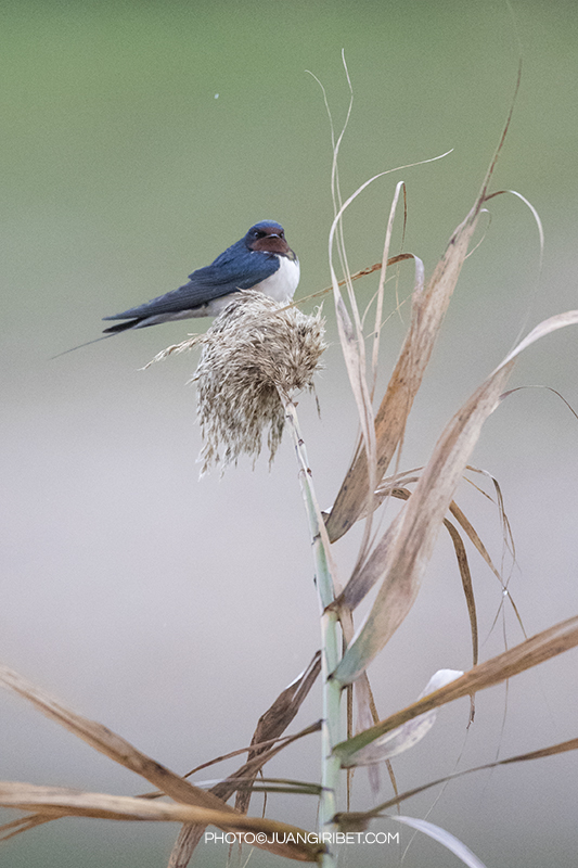 GOLONDRINA