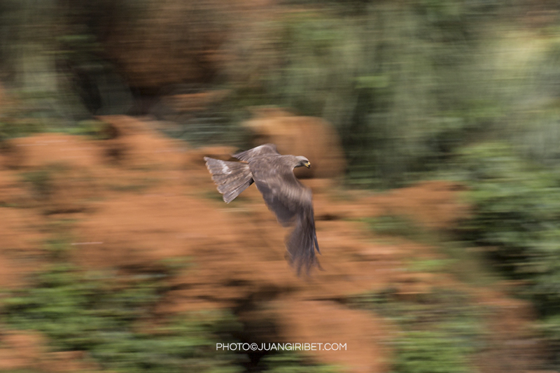 aguila