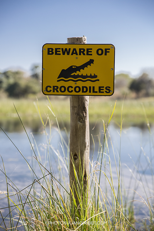 crocodile