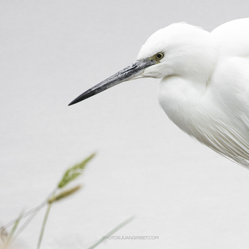 egret