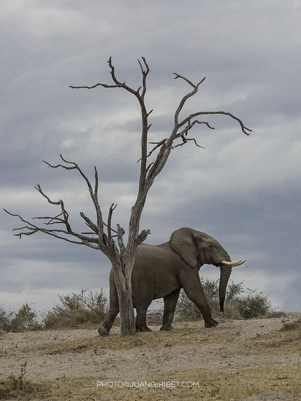 elefante arbol