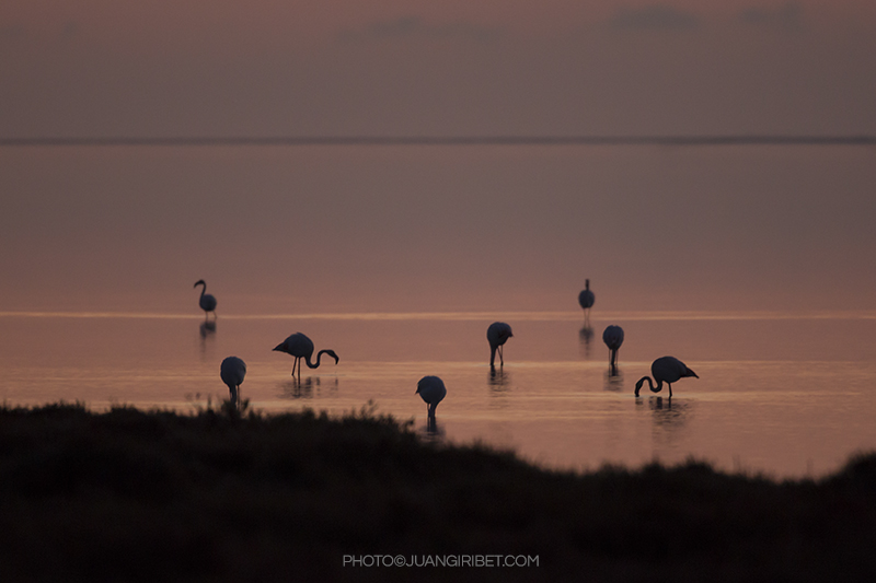 flamencos-sombra