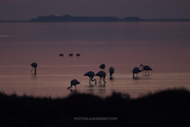 flamencos sombra_2