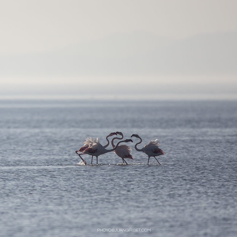 flamencos