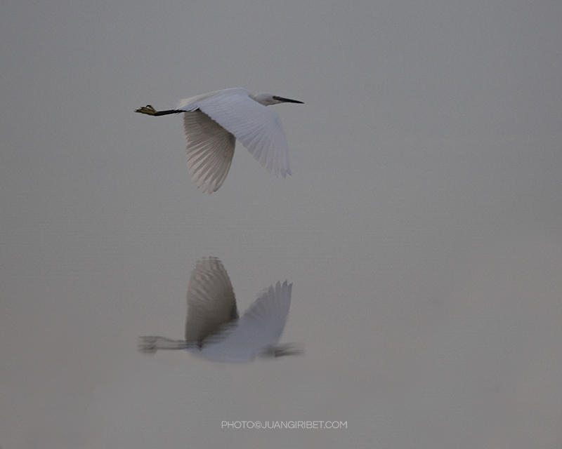 garza-reflejo2vuelo