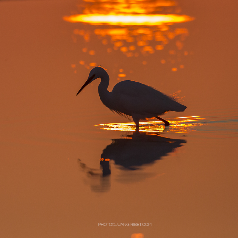 garza solitaria_2