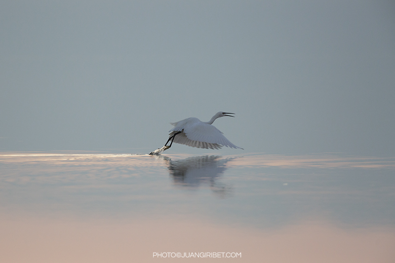 garza vuelo_1