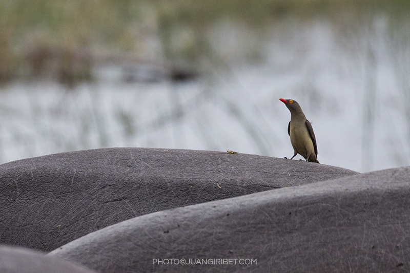 hippo oxpecker_1