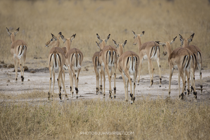 impalas