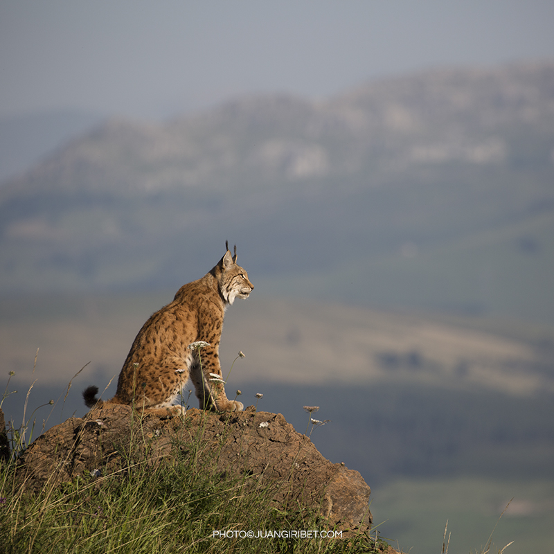 lince_11
