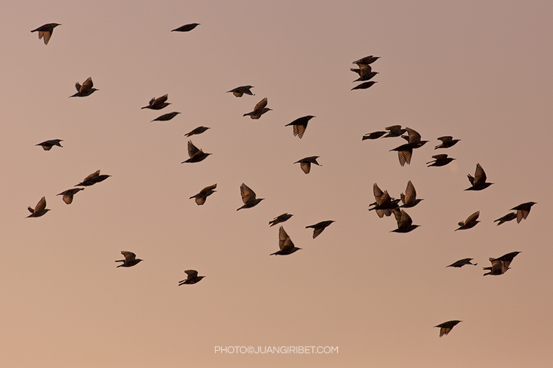 pajaros ribes roges