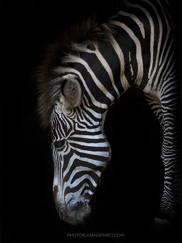 zebra2