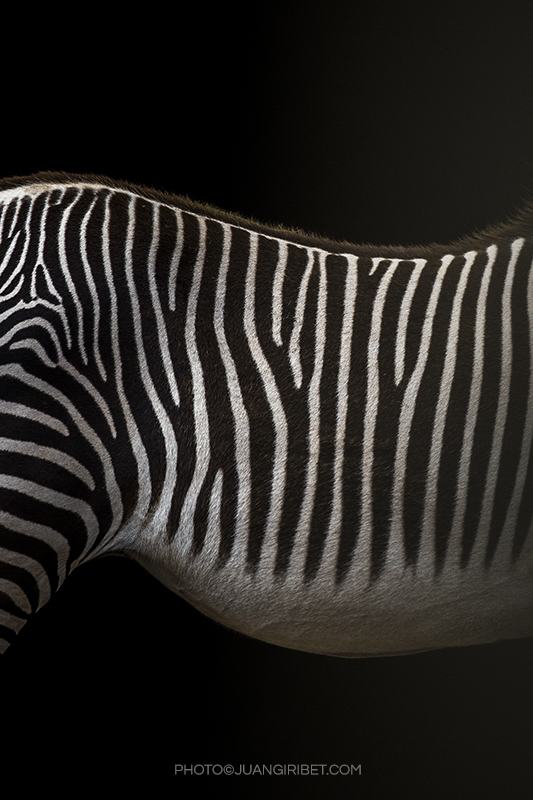 zebra_3