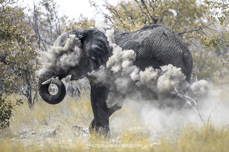 elefante-humo_1